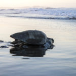 Tortuga entrando al mar al amanecer