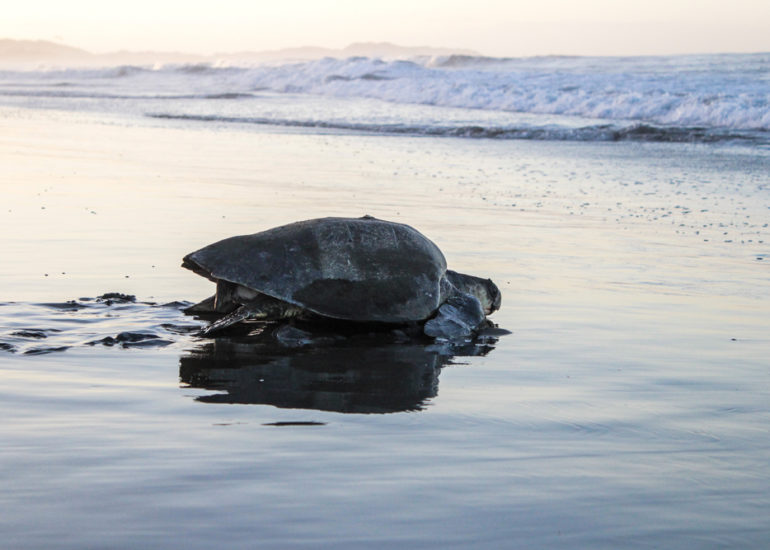Tortuga entrando al mar al amanecer